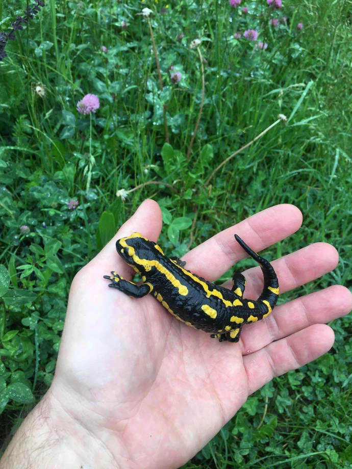 Bepflanzung &amp; Rasen