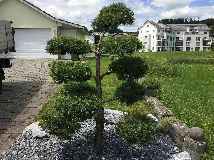 Bepflanzung &amp; Rasen