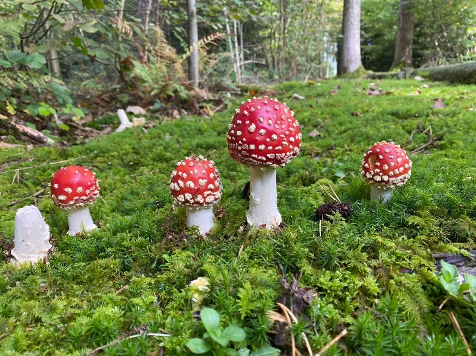 Bepflanzung &amp; Rasen